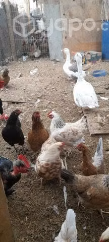 Gallinas y ganzos
