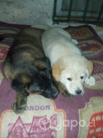 Perritas - Imagen 2