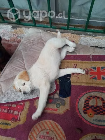 Perritas - Imagen 3