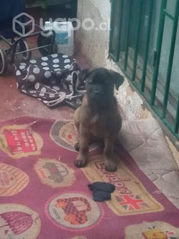 Perritas