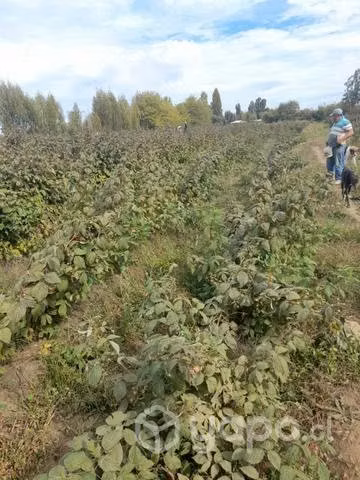 1 hectárea con casa