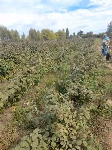 1 hectárea con casa