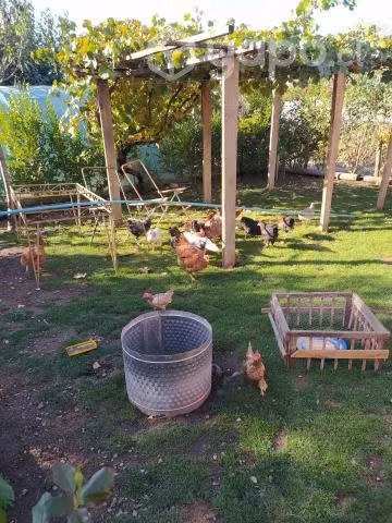 aves de corral,gallinas ,pollones ,pollitos