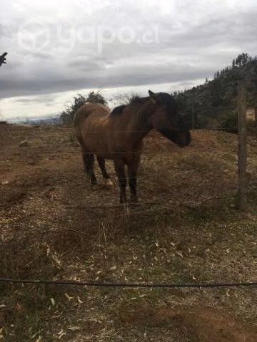 Caballos