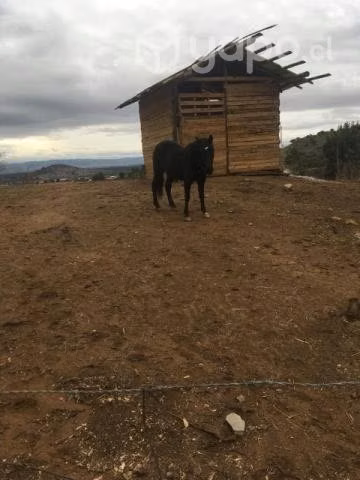 Caballos - Imagen 3