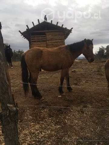 Caballos - Imagen 2