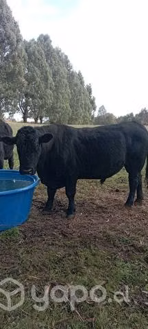 Angus negro