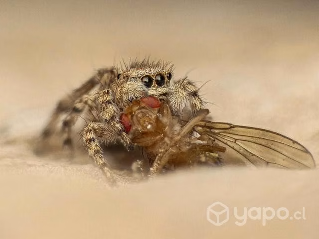 Lumix fz300
