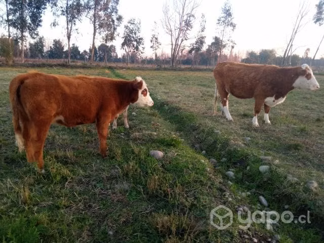 Vaca paria