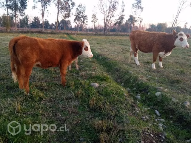 Vaca paria