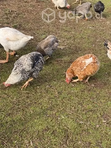 Pollos - gallos colloncos y criollos