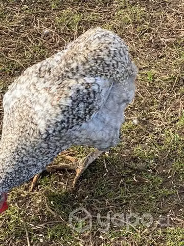 Pollos - gallos colloncos y criollos