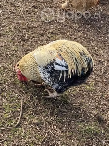Pollos - gallos colloncos y criollos