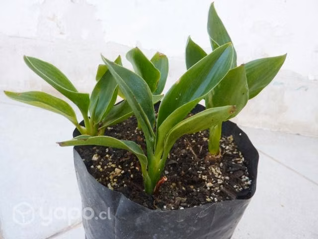 A luca planta flor del pájaro pequeña ave paraíso