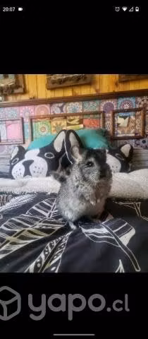 Jaula para chinchilla