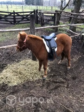 Pony poni falabella