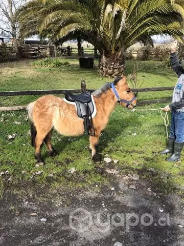 Pony poni falabella