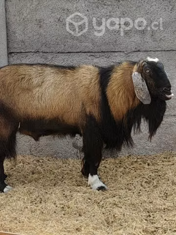 Chivo anglonubia - Imagen 2