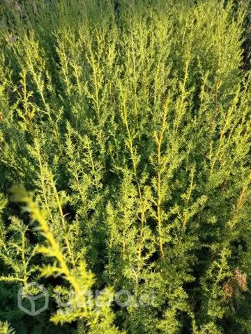 Ciprés macrocarpa