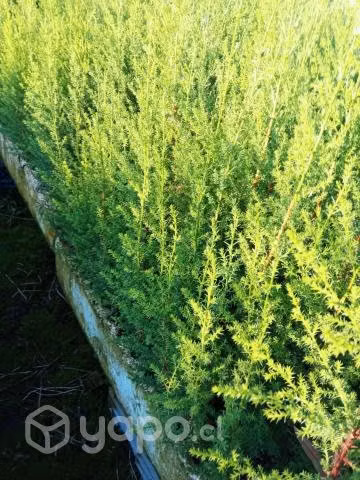Ciprés macrocarpa