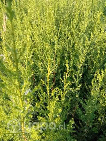 Ciprés macrocarpa