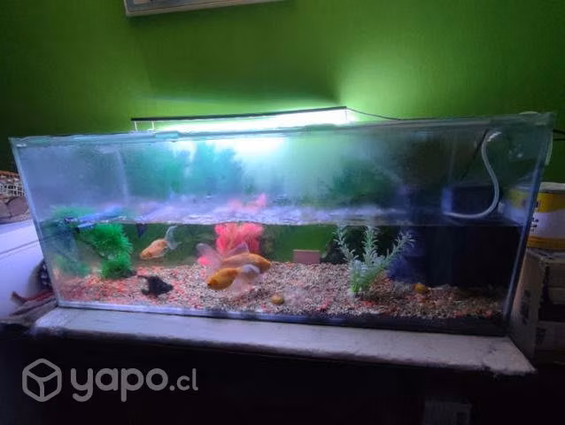 Pecera completa