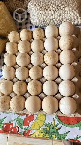 Huevos de pava