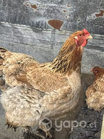 Huevos fértiles