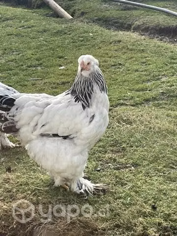 Huevos fértiles