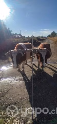 Yunta de bueyes - Imagen 5