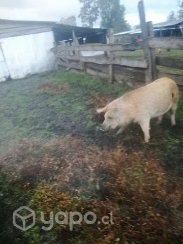 2 capones de 1 año y medio