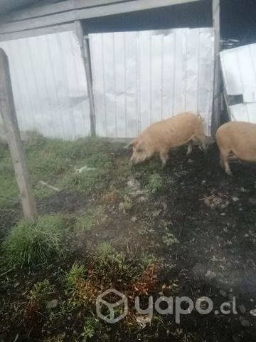 2 capones de 1 año y medio