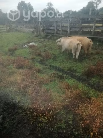 2 capones de 1 año y medio