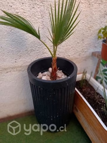 Palmera Washingtonia