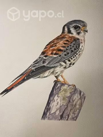 Acuarelas, cuadros, aves, pájaros - Imagen 6