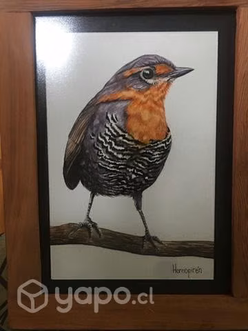 Acuarelas, cuadros, aves, pájaros - Imagen 2