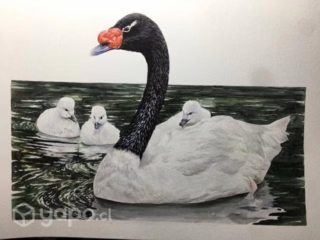 Acuarelas, cuadros, aves, pájaros - Imagen 5