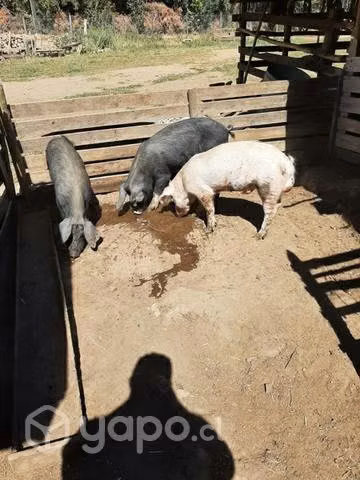 Lote de Chanchos