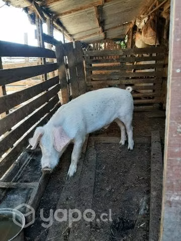 Lote de Chanchos - Imagen 5