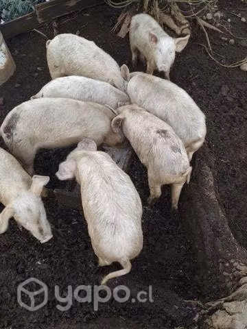 Lote de cerditos