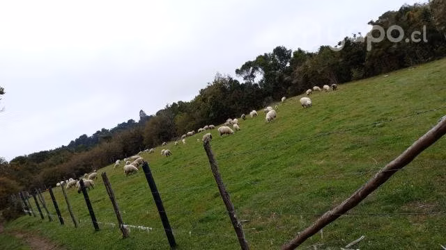 ovejas