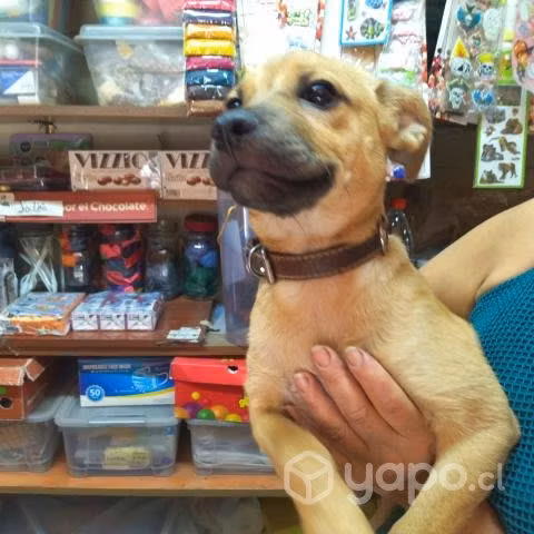 Quieres adoptar una tierna perrita?