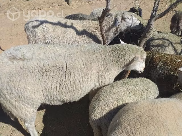 Ovejas paridas y carnero