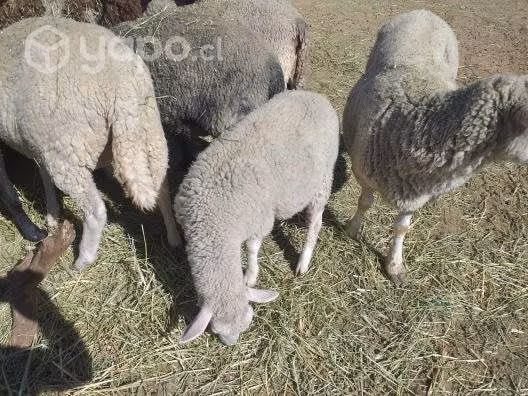 Ovejas paridas y carnero