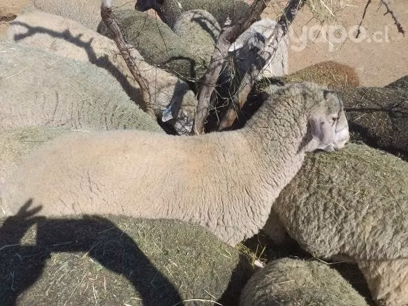 Ovejas paridas y carnero