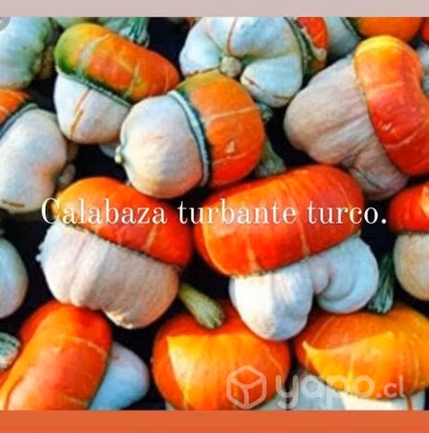 Zapallo turbante turco y otros
