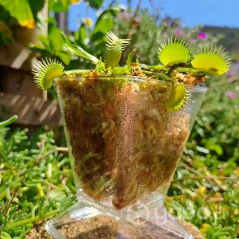 Plantas carnivoras