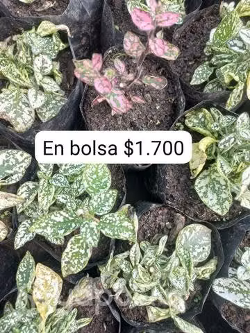 Plantas con reparto