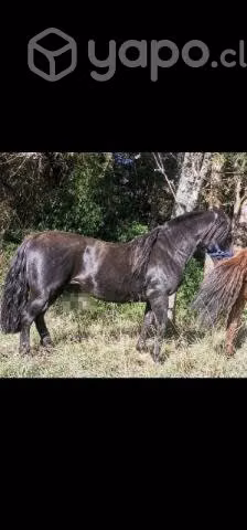 Potro chileno - Imagen 3
