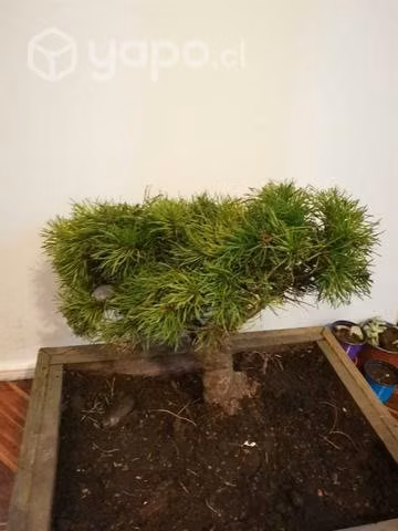 Bonsai de pino